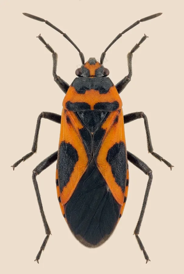 Lygaeus turcicus, Lygaeus turcicus, plaat