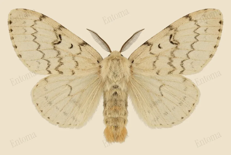 Spongy moth, Lymantria dispar, plate