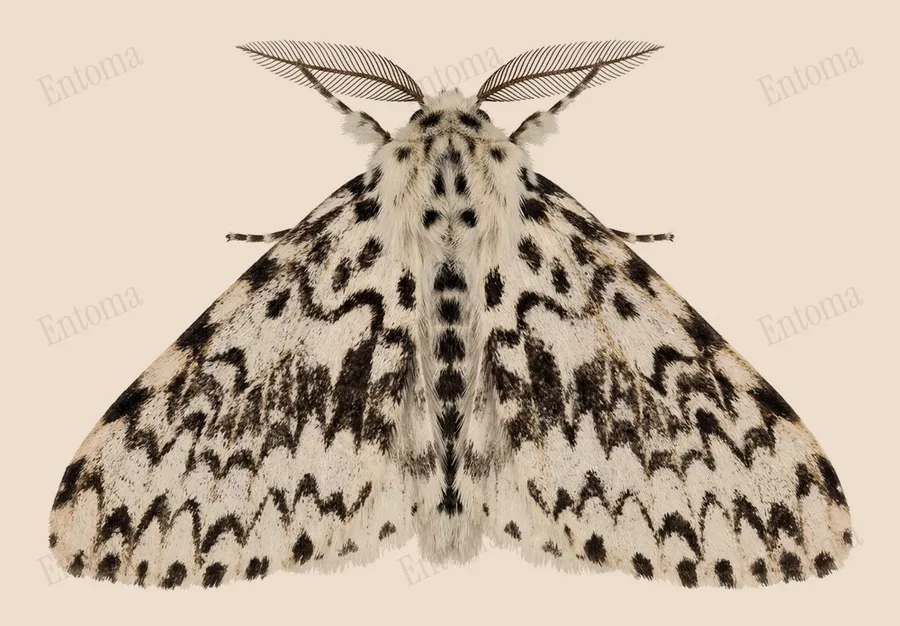 Black arches, Lymantria monacha, plate