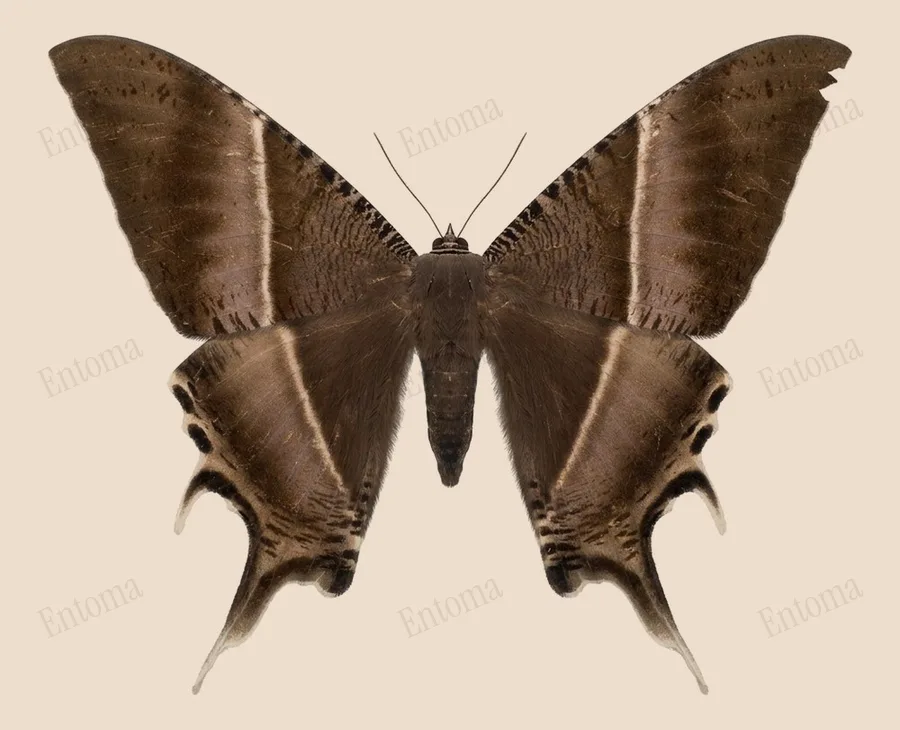 Lyssa zampa, Lyssa zampa, tavola