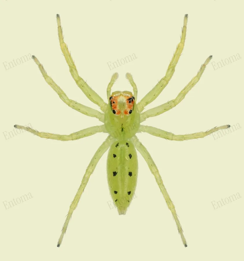 Lyssomanes viridis, Lyssomanes viridis, tavola