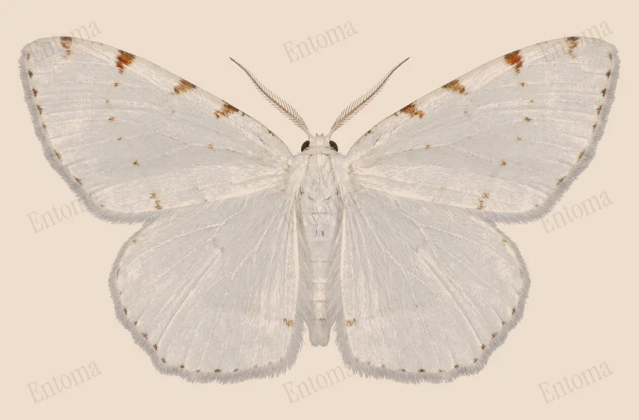 Lesser maple spanworm moth, Macaria pustularia, plate