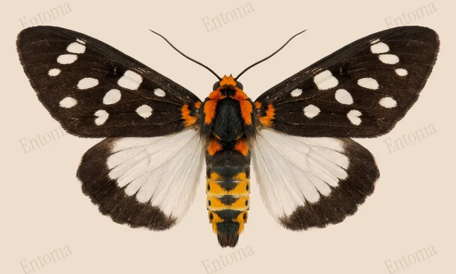 Macrobrochis gigas（Macrobrochis gigas）の図版