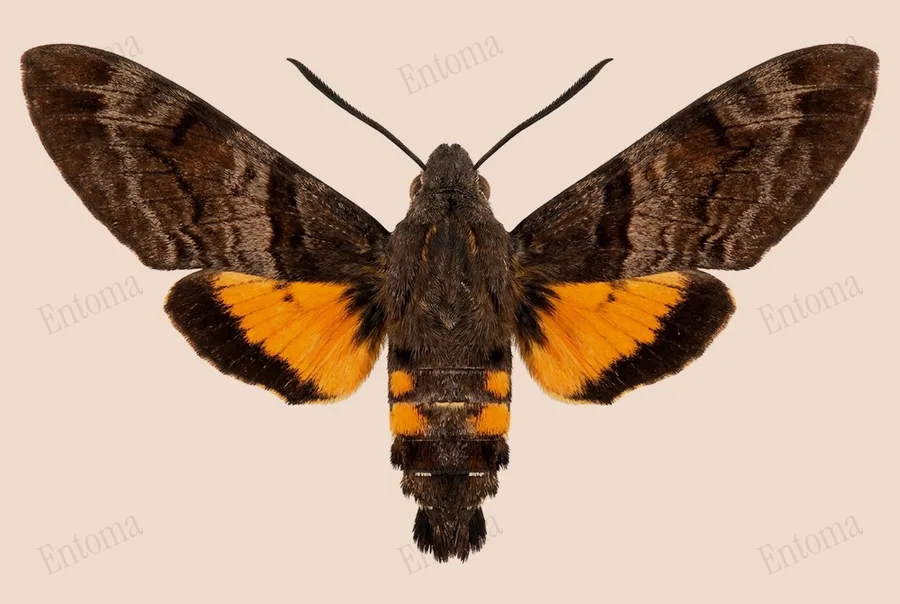 Macroglossum pyrrhosticta, Macroglossum pyrrhosticta, plaat