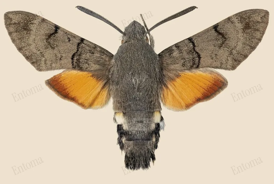 Eurasian hummingbird hawkmoth, Macroglossum stellatarum, plate
