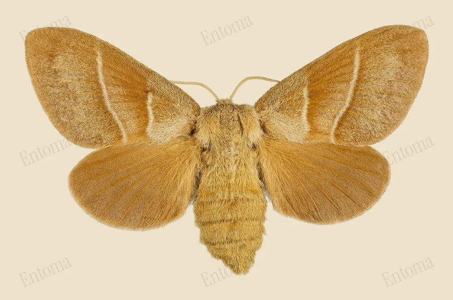 Fox moth, Macrothylacia rubi, plate