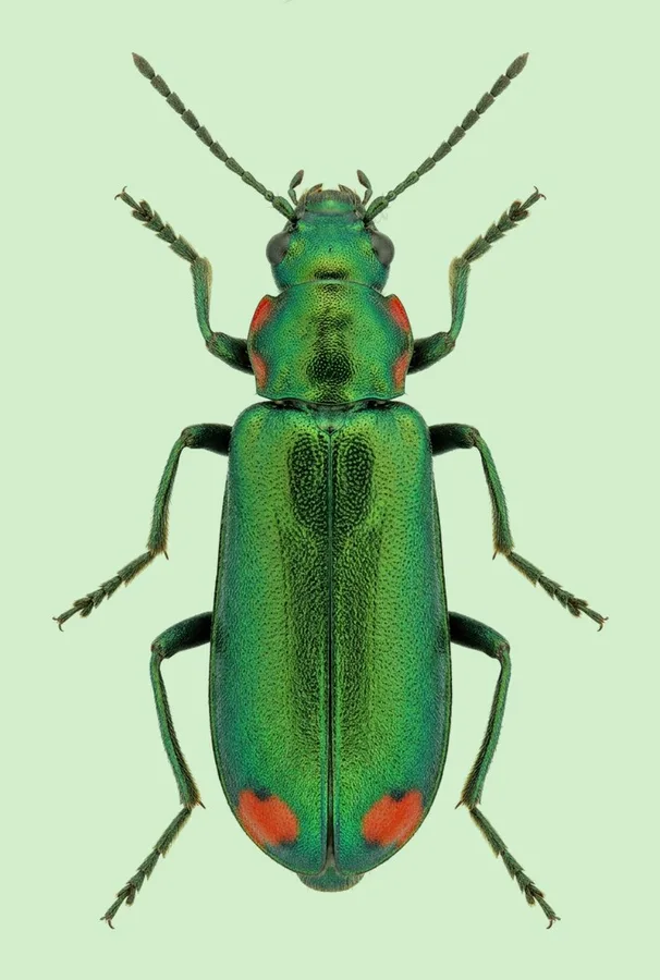 Common malachite beetle, Malachius bipustulatus, plate