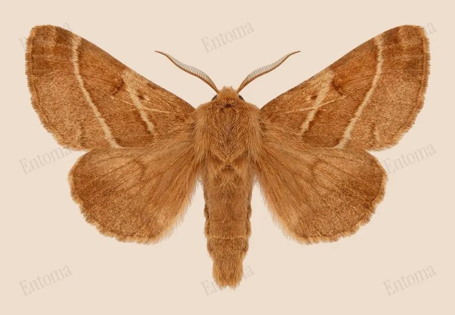 Eastern tent caterpillar moth, Malacosoma americana, plate