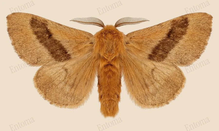 Forest tent caterpillar moth, Malacosoma disstria, plate