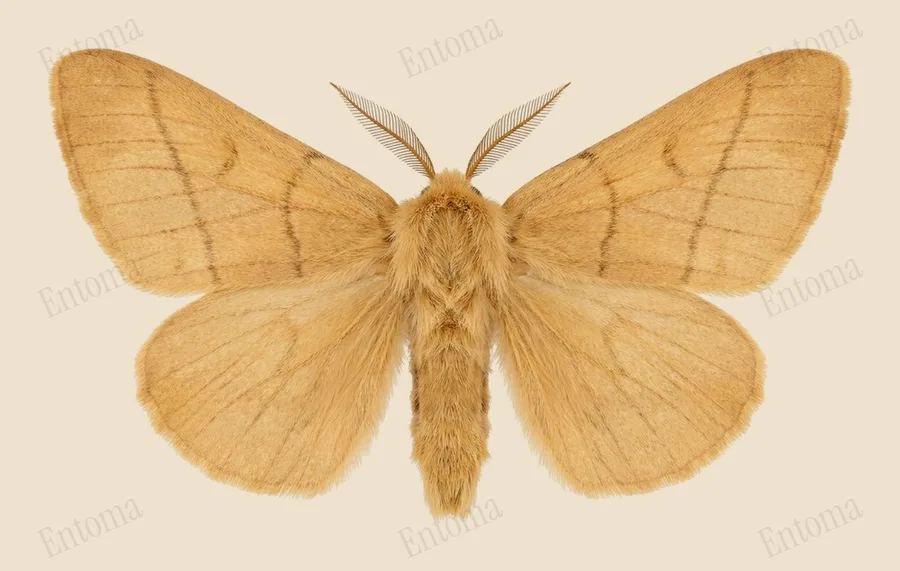 The lackey, Malacosoma neustria, plate