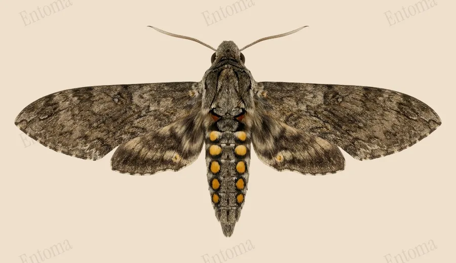 Carolina sphinx, Manduca sexta, plate
