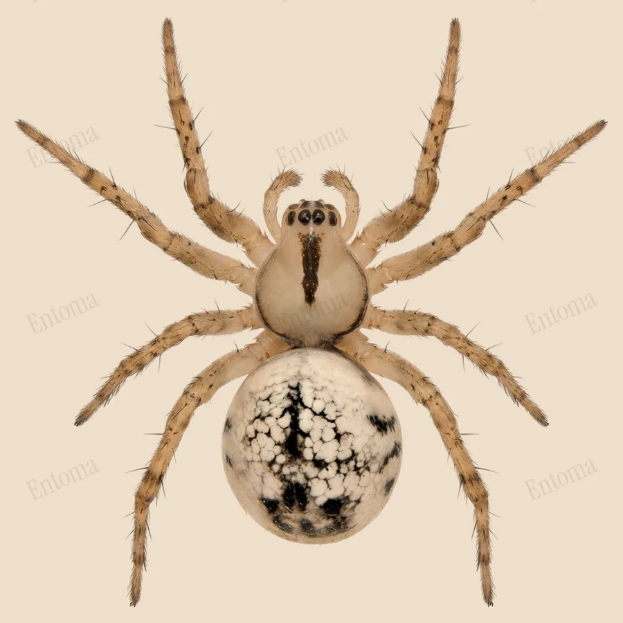 Mangora acalypha(Mangora acalypha) 도판