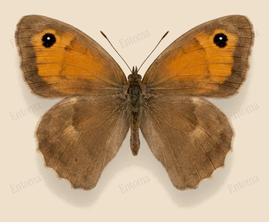 Meadow brown, Maniola jurtina, plate