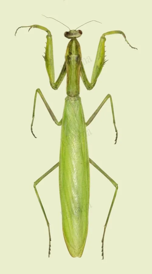 ウスバカマキリ（Mantis religiosa）の図版