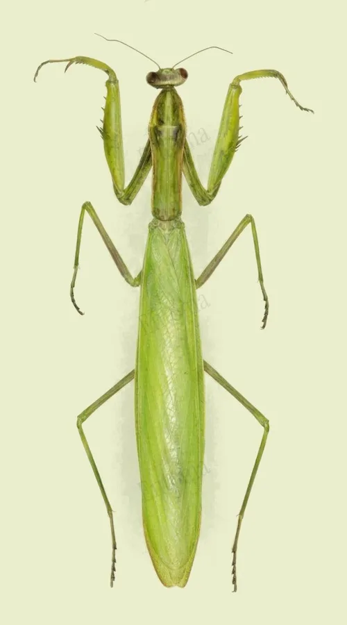European mantis, Mantis religiosa, plate