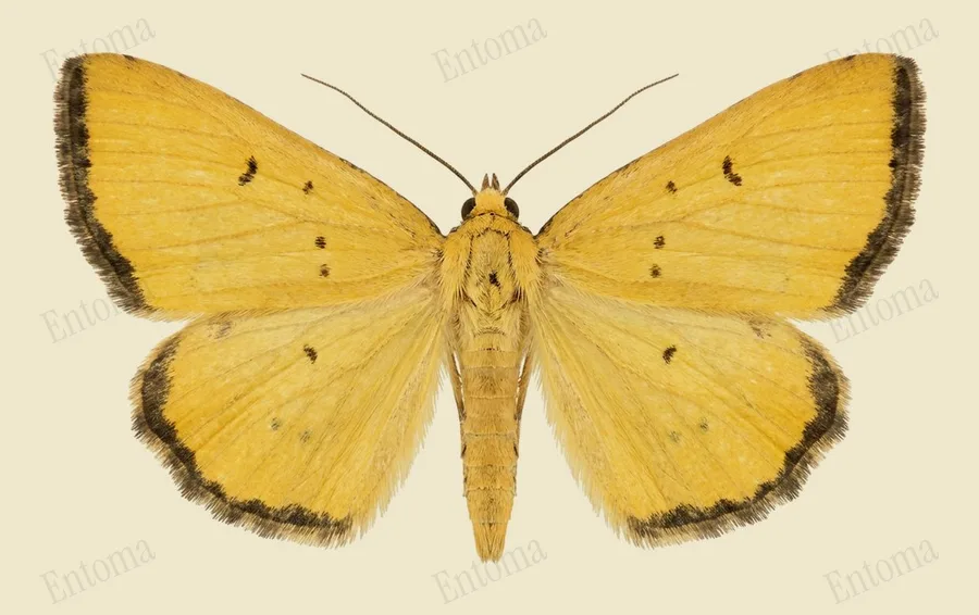 Marimatha nigrofimbria, Marimatha nigrofimbria, levha