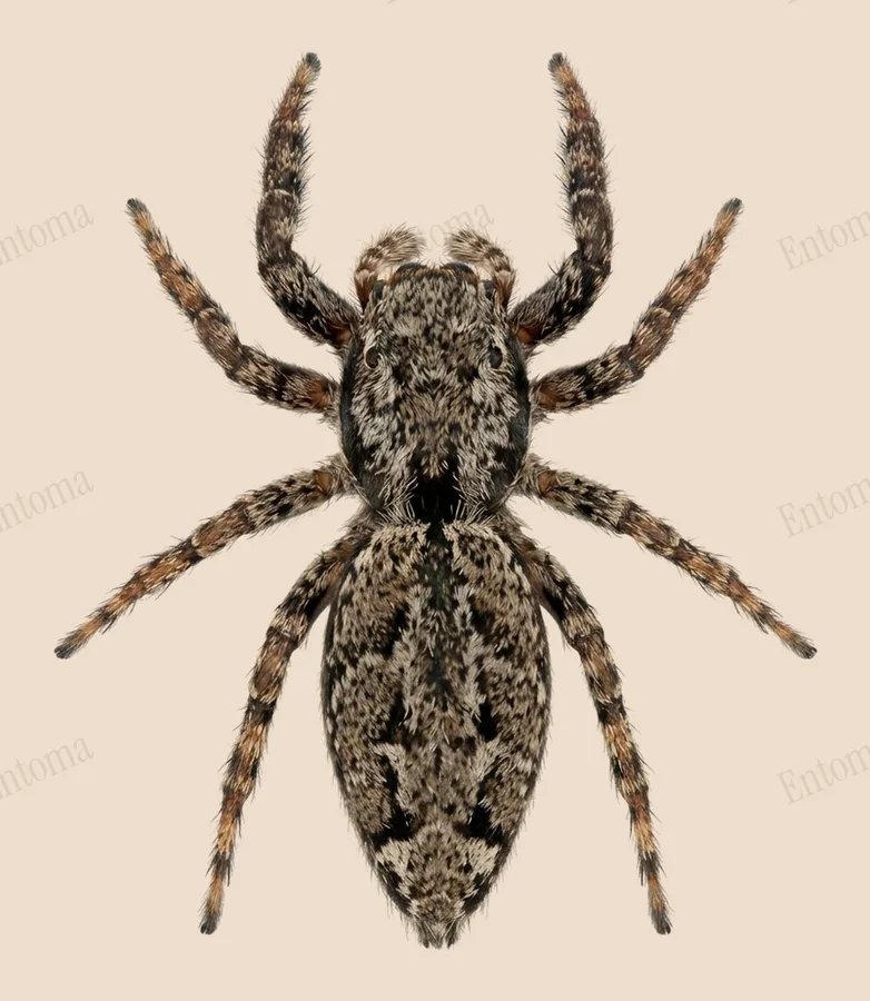 Marpissa muscosa, Marpissa muscosa, levha