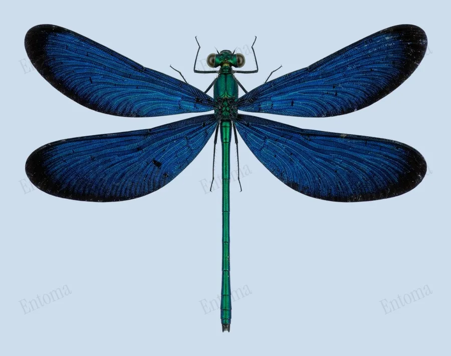 Matrona cyanoptera, Matrona cyanoptera, plaat