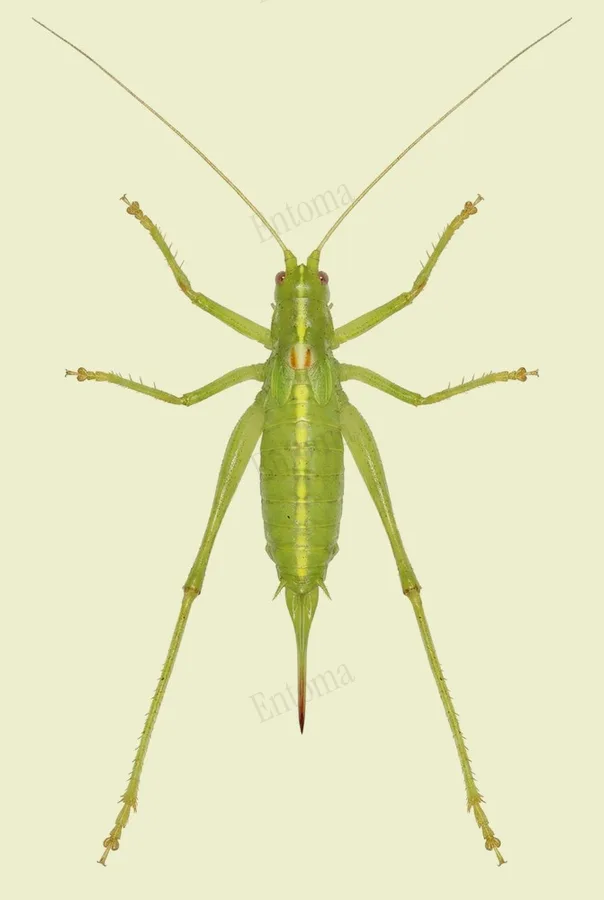 Southern oak bush-cricket, Meconema meridionale, plate