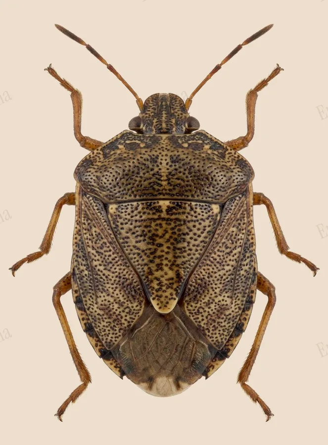 Megacopta punctatissima, Megacopta punctatissima, planche