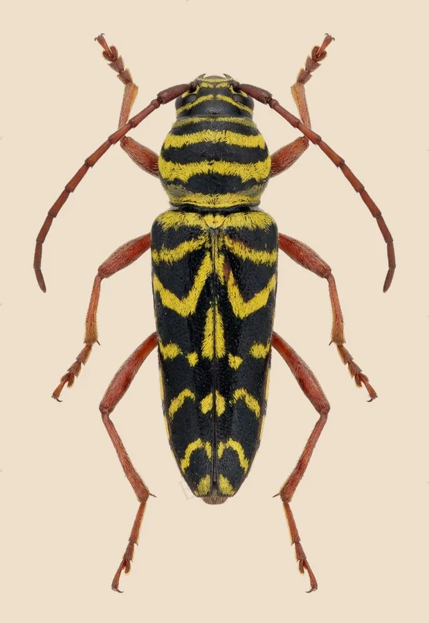 Megacyllene robiniae, Megacyllene robiniae, plaat