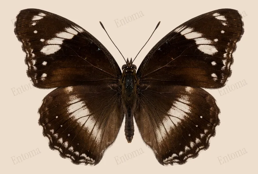 Megisba malaya, Megisba malaya, levha