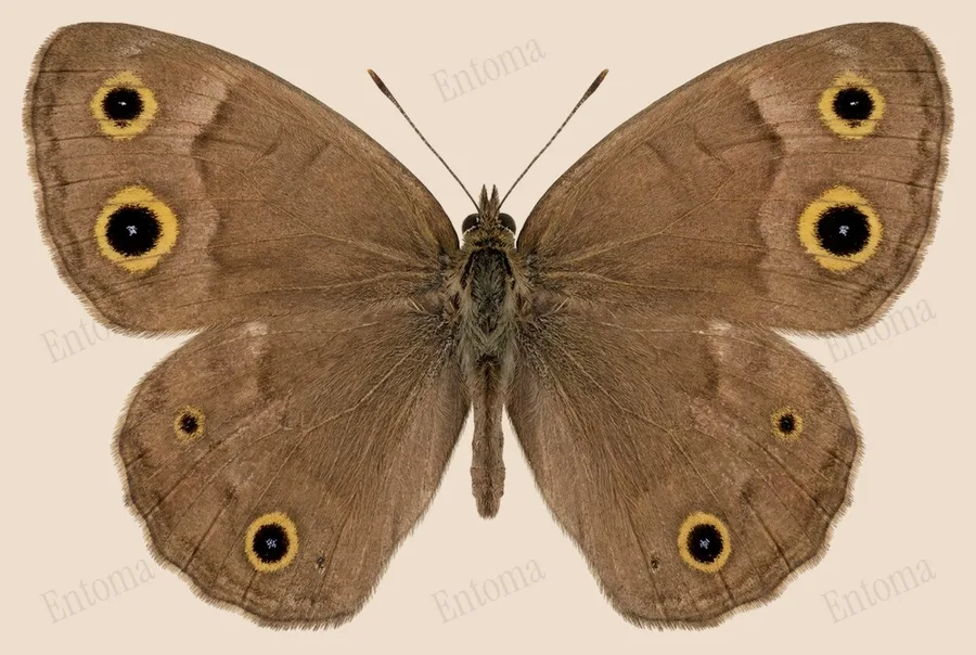Little wood satyr, Megisto cymela, plate