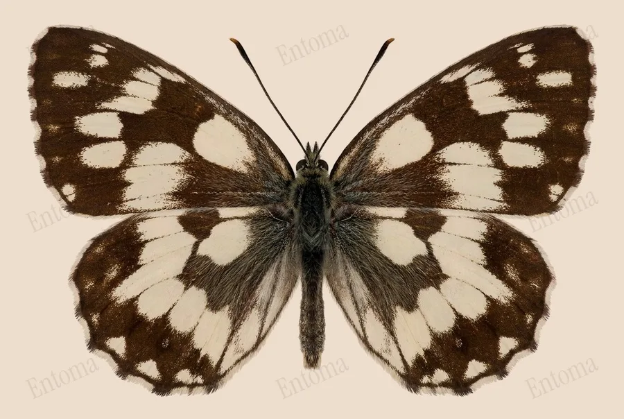 Marbled white, Melanargia galathea, plate