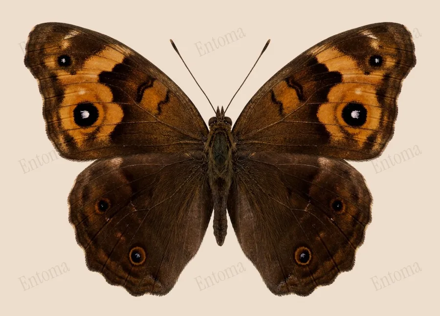 Melanitis leda, Melanitis leda, tavola
