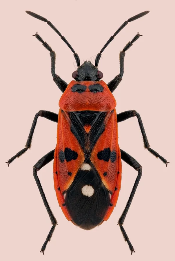 Melanocoryphus albomaculatus, Melanocoryphus albomaculatus, plate