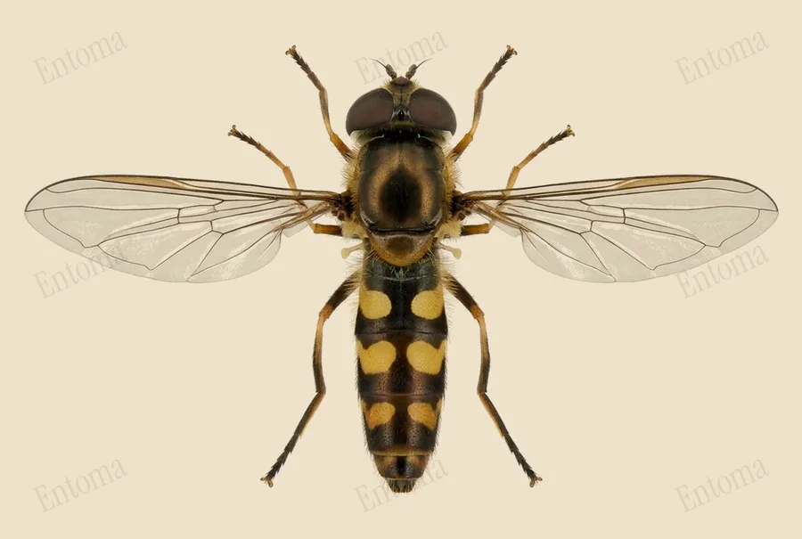 Spotted thintail, Meliscaeva auricollis, plate