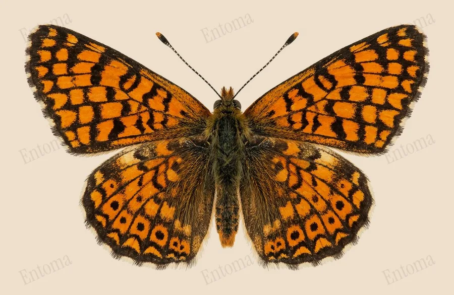 Glanville fritillary, Melitaea cinxia, plate