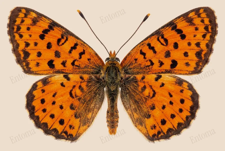 Spotted fritillary, Melitaea didyma, plate