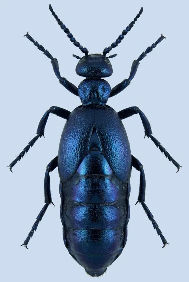 Black oil beetle, Meloe proscarabaeus, plate