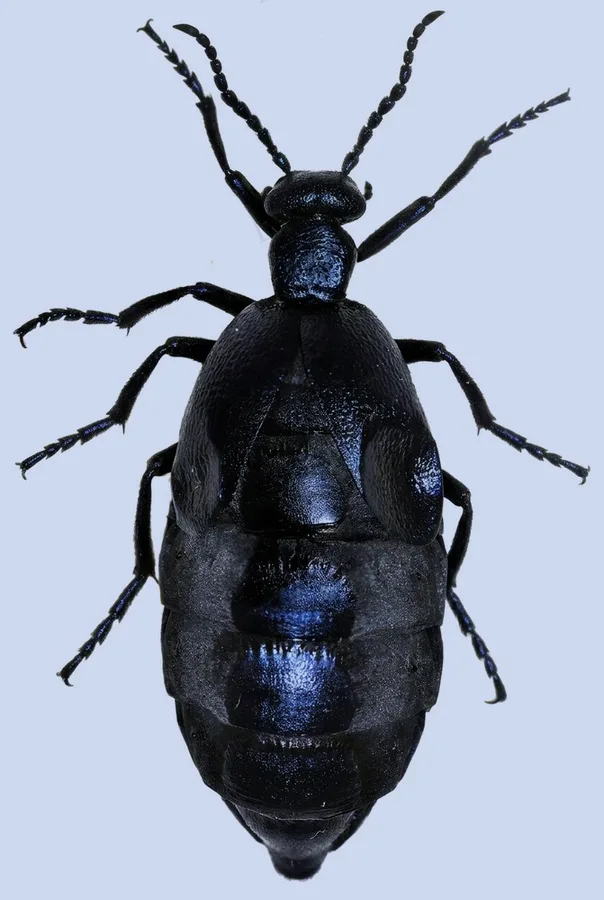 Violet oil beetle, Meloe violaceus, plate
