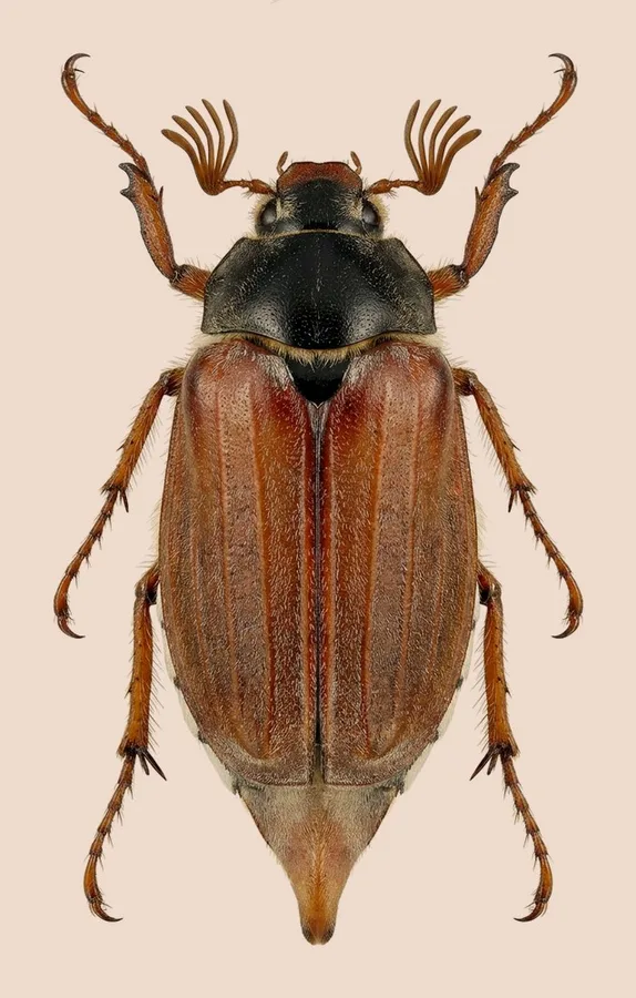 Common cockchafer, Melolontha melolontha, plate