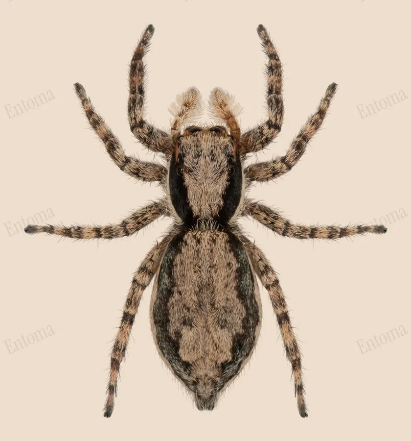 Menemerus bivittatus, Menemerus bivittatus, levha
