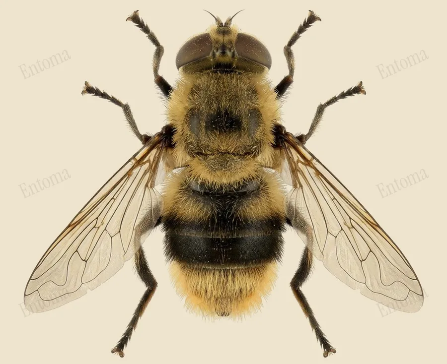 Narcissus bulb fly, Merodon equestris, plate