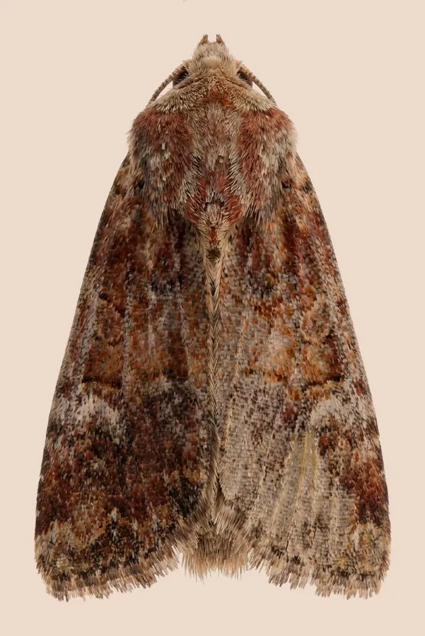 Cloaked minor, Mesoligia furuncula, plate