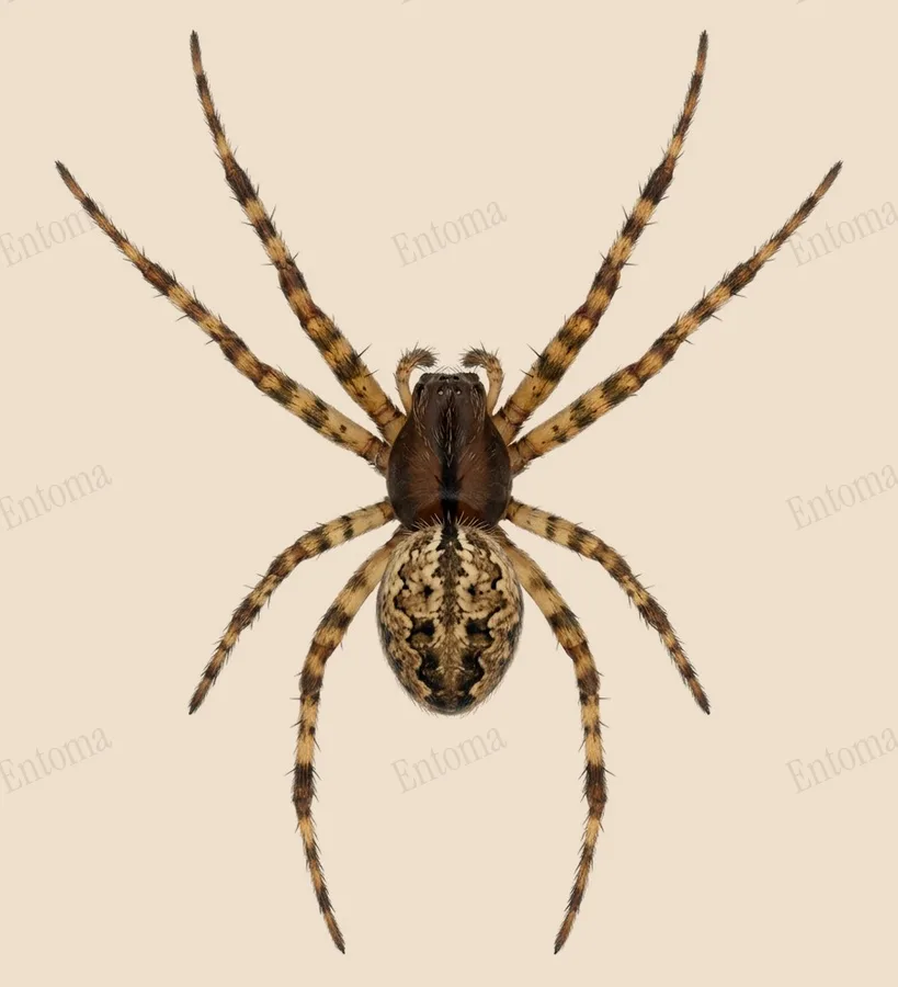 Metellina merianae, Metellina merianae, tavola