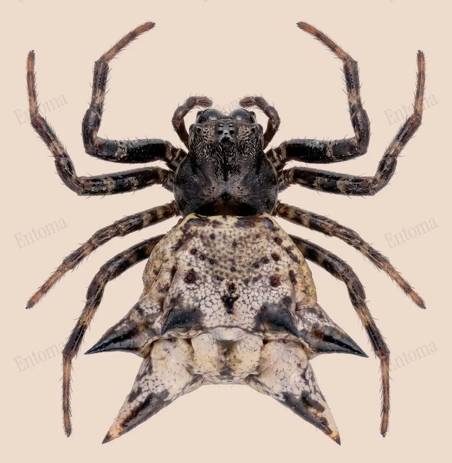 Micrathena gracilis, Micrathena gracilis, planche