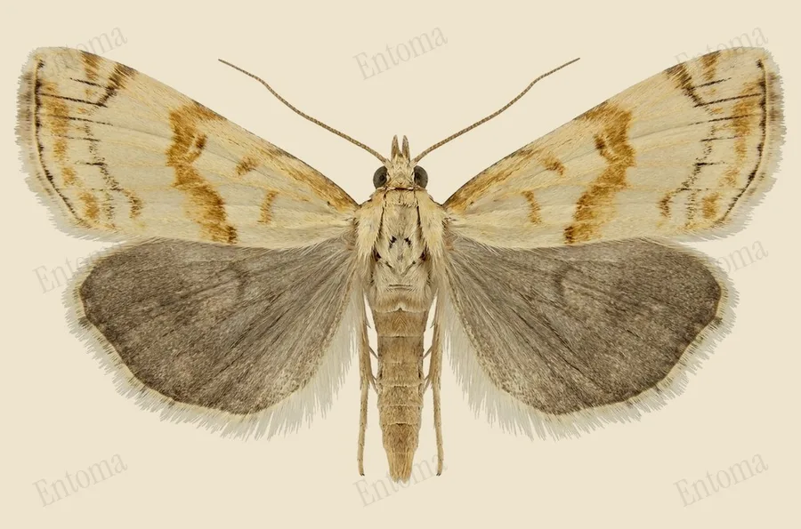Elegant grass-veneer, Microcrambus elegans, plate