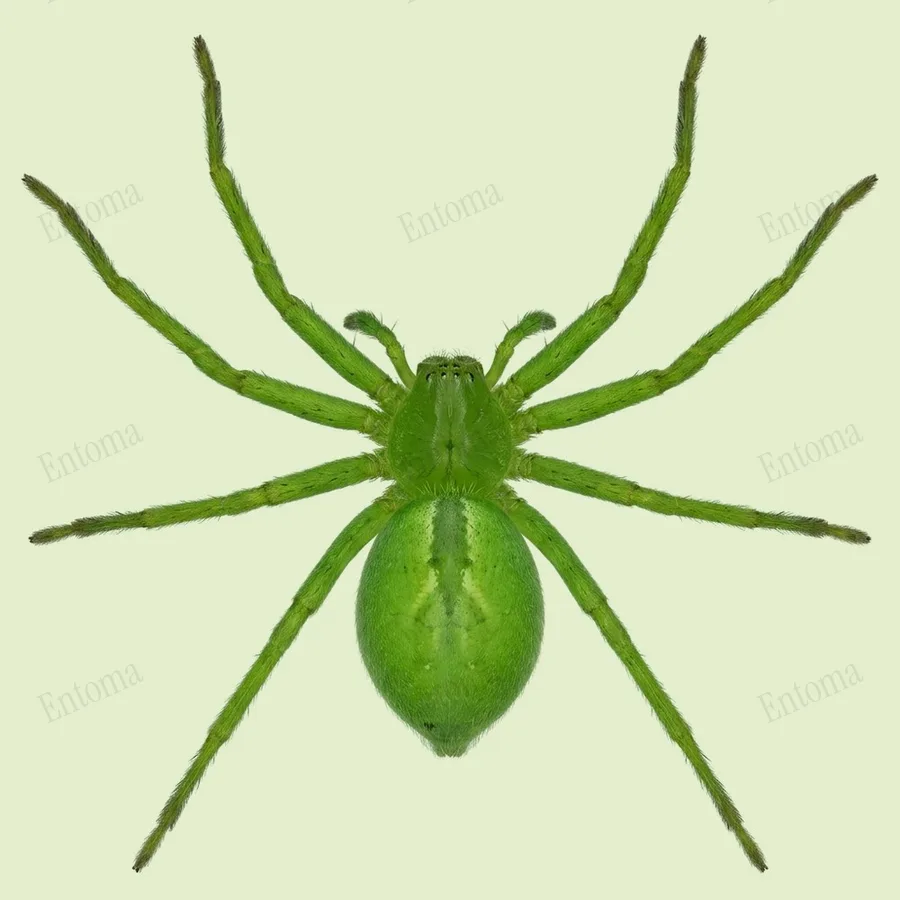 Micrommata ligurina, Micrommata ligurina, tavola