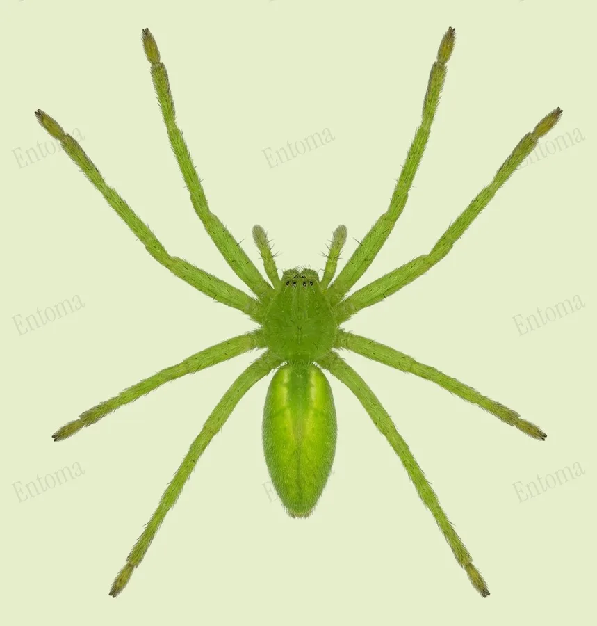 Groene jachtspin, Micrommata virescens, plaat