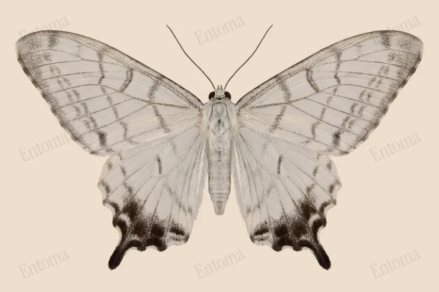 Micronia aculeata, Micronia aculeata, plaat