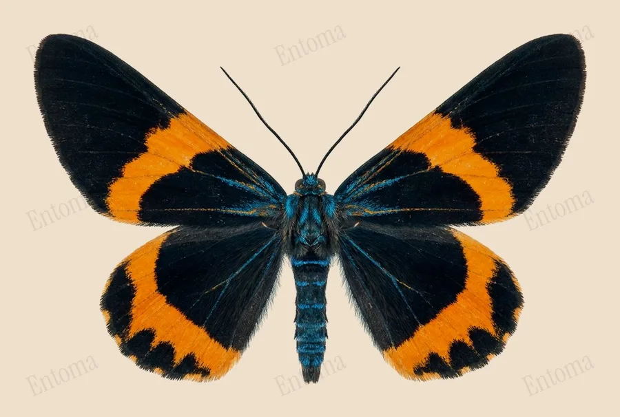 Milionia zonea(Milionia zonea) 도판