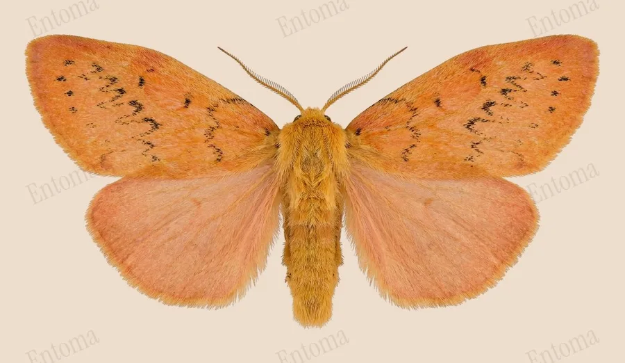 Rosy footman, Miltochrista miniata, plate
