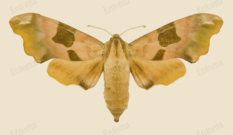 Lime hawkmoth, Mimas tiliae, plate