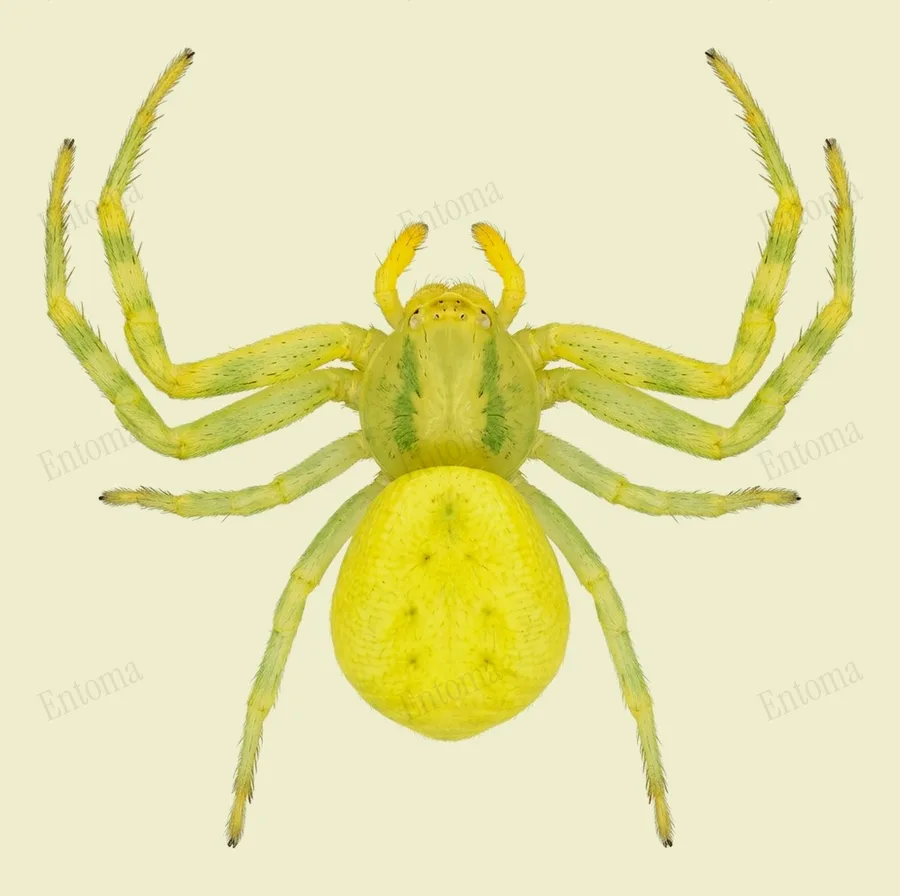 Misumena vatia（Misumena vatia）の図版