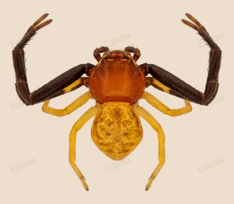 Misumenoides formosipes, Misumenoides formosipes, lámina